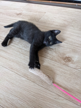 薄くシマのある黒猫です