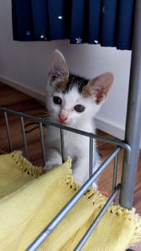 モモンガみたいなかわいいモモちゃん