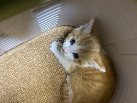 可愛いハチワレ茶白君