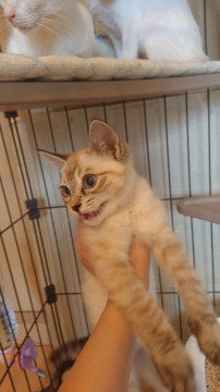 とても元気な子猫ちゃん