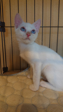 お目めがブルーで綺麗な子猫ちゃん