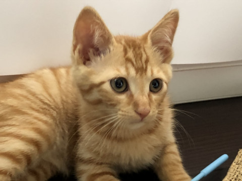 イケにゃんの予感・ジンジャー君
