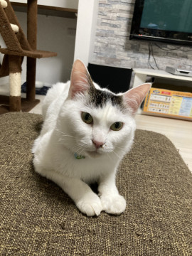 不思議な模様の成猫。