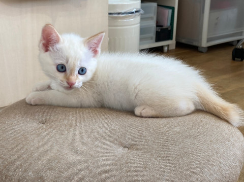 元気いっぱい!うすブルーのおめめの子猫