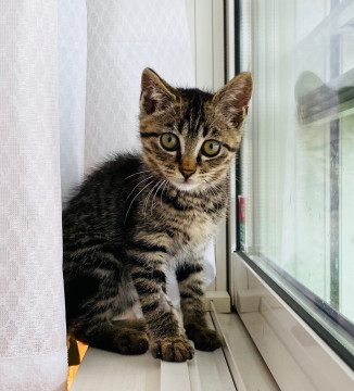 可愛いキジトラの男の子❤姉弟猫