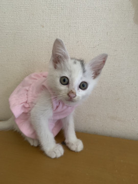 可愛い白猫