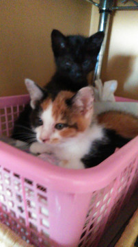 美人三毛さんと黒猫姉妹弟