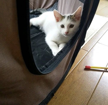 控えめではにかみ屋の男の子