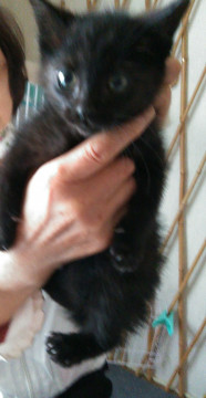 黒猫3姉妹弟