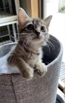 キジちゃんクロちゃん仲良し兄妹