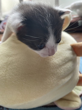 ハチワレ