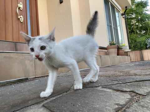 長崎から福岡に来た子猫ちゃん