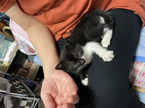 かわいい子猫ちゃん