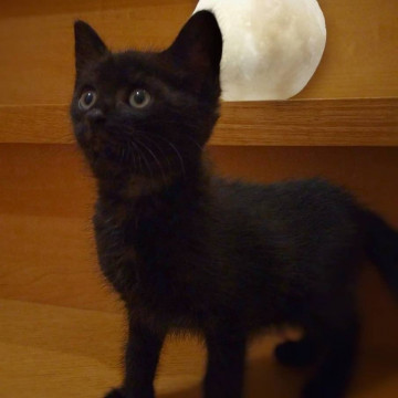 しっぽの長いかわいい黒猫の男の子