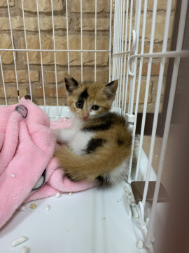 可愛三毛ちゃん
