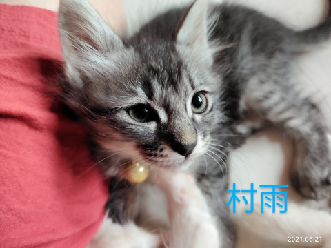 半長毛でふわふわ❤甘えん坊サバトラ系
