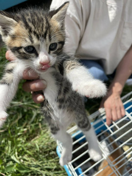 野良猫の子猫の里親募集