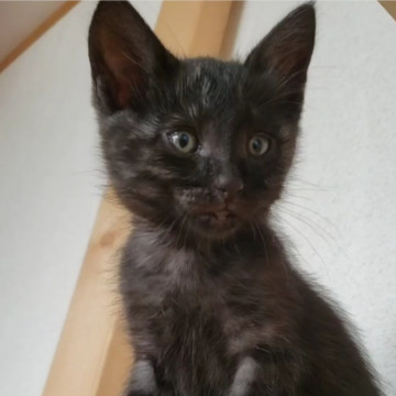 人馴れバツグン!お目目クリクリ黒猫カシュ