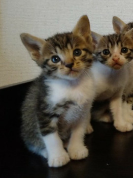 元気な人大好きな猫ちゃんです