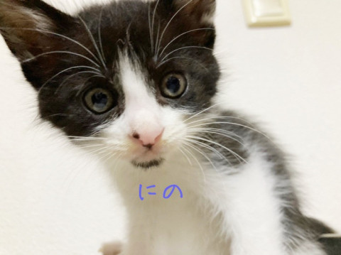 生後1ヶ月ハチワレ にの君