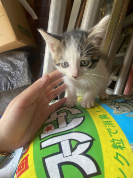 子猫の里親募集します。