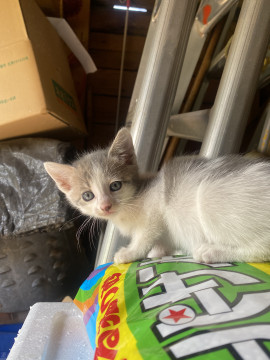 子猫の里親募集します。