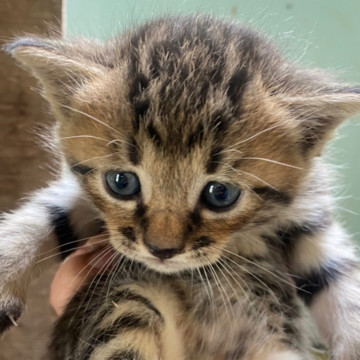 子猫の里親募集します。