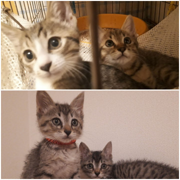 【動画有】キジ3、キジ白1の4匹!