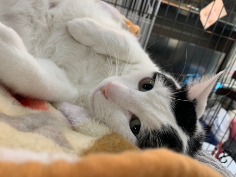 大阪ほご猫譲渡会参加猫マロ兄マロニイ♂白