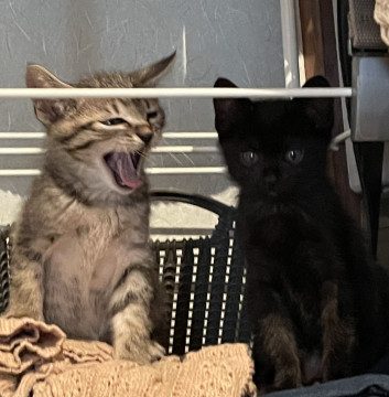 フワフワ&黒ちゃん兄妹