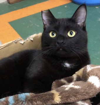 控えめな甘えん坊の黒猫*かわいい男の子