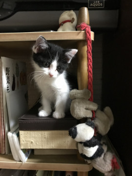 シロクロ猫ちゃん