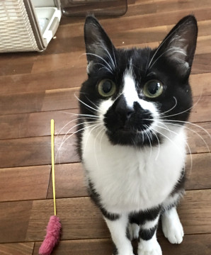 ちょびひげ君 野良生活からお利口家猫に