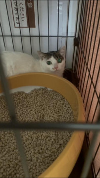 美人な白三毛ねこ♡