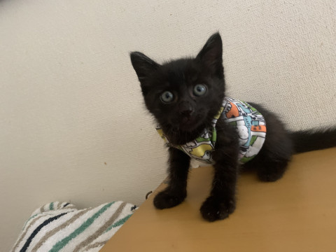 頭でっかちの人懐こい黒猫