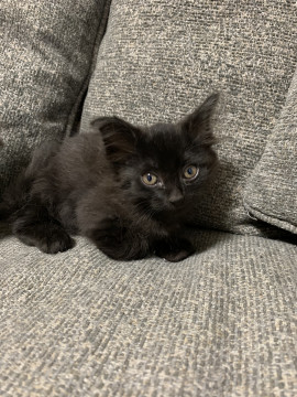 黒猫くん募集します。