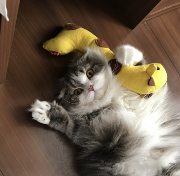 もふもふの甘えん坊さんです!