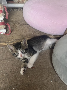 子猫の里親募集します。