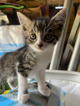 子猫の里親募集します。