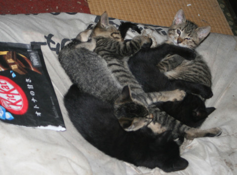 4月25日生まれ クロ猫 2匹