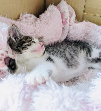 可愛さとろける子猫♡