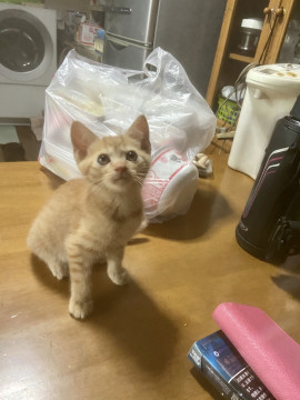 茶トラのメス