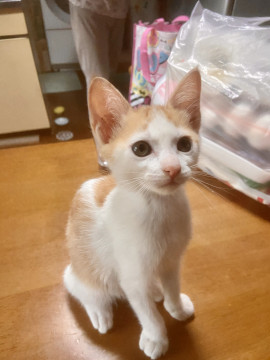茶シロのメス