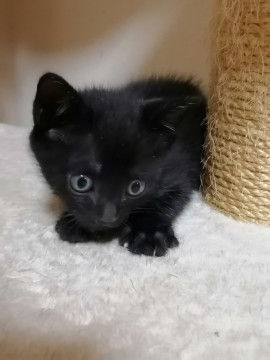 ゴロゴロ人が大好きな黒猫ちゃん