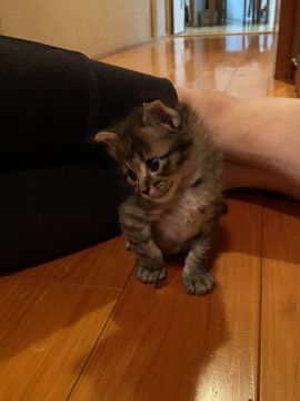 キジ柄猫ちゃん