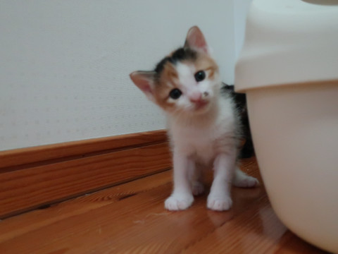 三毛ちゃん