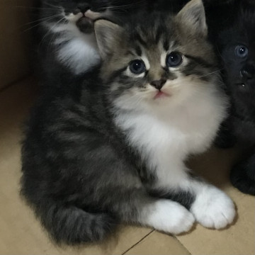 キジシロ