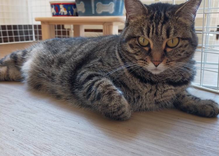 長崎県長崎市 マチ子母さん 猫の里親募集 ネコジルシ 長崎県長崎市 マチ子母さん 猫の里親募集 ネコジルシ