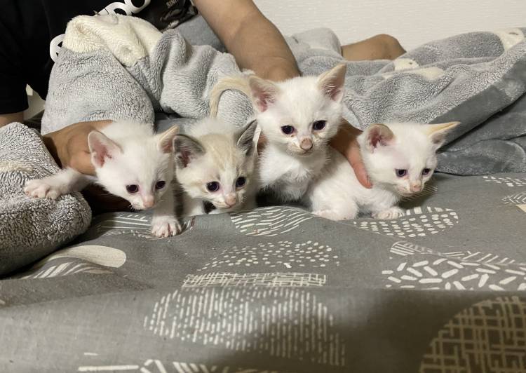 三重県の猫の里親募集 - シロ - ネコジルシ