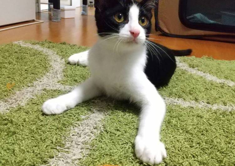 神奈川県の猫の里親募集 川崎市 ネコジルシ 神奈川県の猫の里親募集 川崎市 ネコジルシ